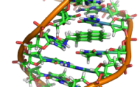 Graphic showing a twisted DNA strand with separated molecules in the middle in various colors.