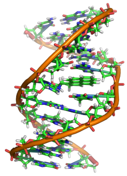 Graphic showing a twisted DNA strand with separated molecules in the middle in various colors.