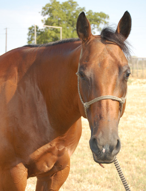 Portrait of front half of an auburn horse facing the camera in sunshine with a brown grass field behind. Horse looks sort of non-plussed with a rope halter on its head.