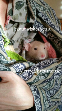 Merry Christmouse!