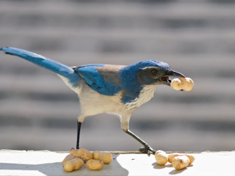 Bird Hoarding