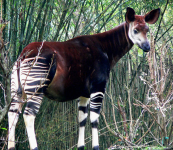 Is it a zebra or what? (Okapi)