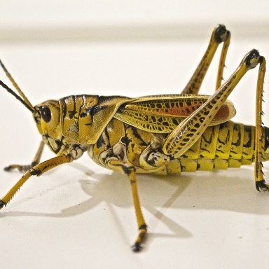 Patience, grasshopper