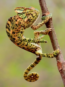 ChameleonWiki