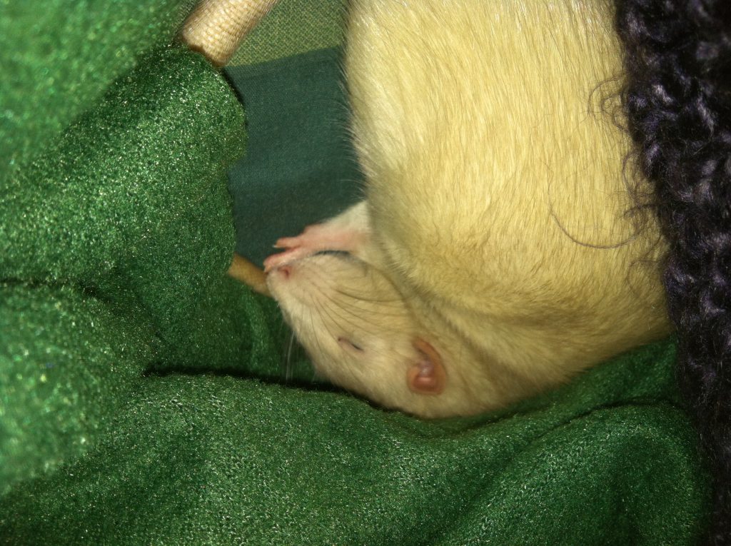 picture of Norwegian white rat napping sweetly on a green blanket with her tail tucked
