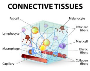 Connective Tissue