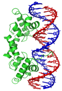 Lambda insertion in DNA helix