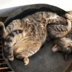 gray brown black tiger striped cat sprawled on its back napping in a pan on the street in the sun