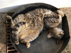 gray brown black tiger striped cat sprawled on its back napping in a pan on the street in the sun