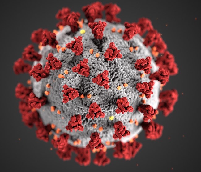 image of single enlarged white "virus" ball covered in red prongs representing a generic Coronavirus