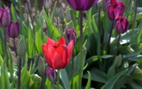 Color photo showing a bright sunlit red tulip standing out in the front of a bunch of deep purple tulips behind it in a field.