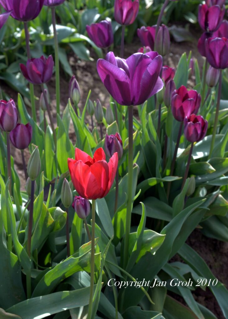 Color photo showing a bright sunlit red tulip standing out in front of a bunch of sunlit deep purple tulips behind it in a field of tulips.
